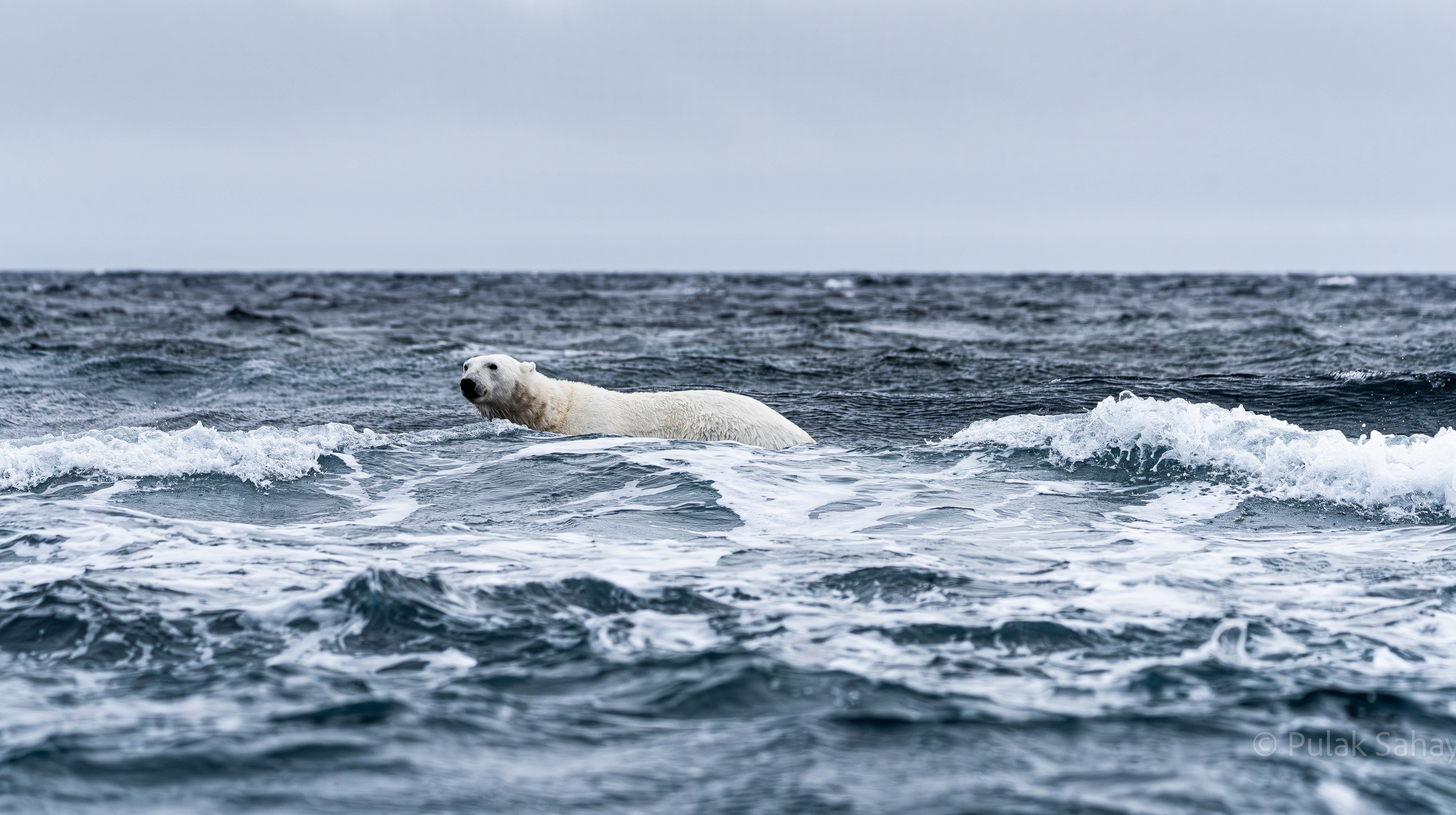 Polar bear wading through the sea